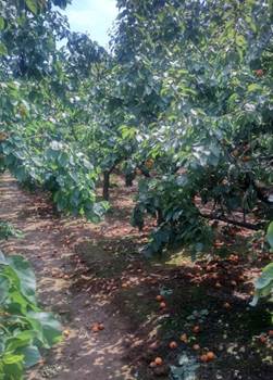 说明: G:\Photo\100ANDRO\DSC_0170.JPG